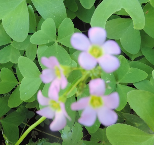 Oxalis latifolia / Acetosella a coda di pesce